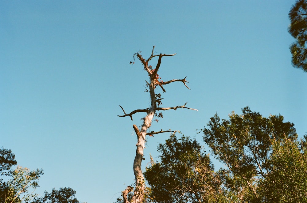 grüner Baum unter blauem Himmel tagsüber