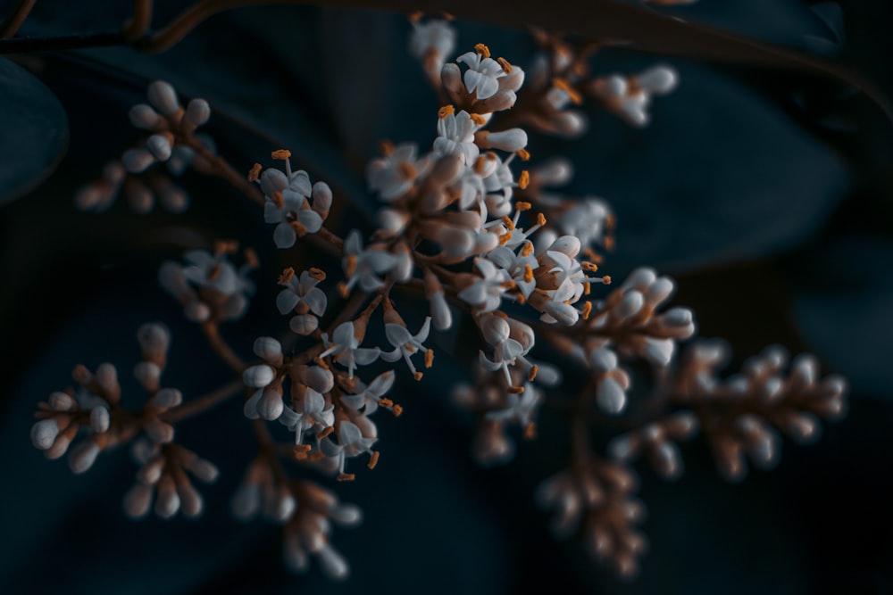 white flowers in tilt shift lens