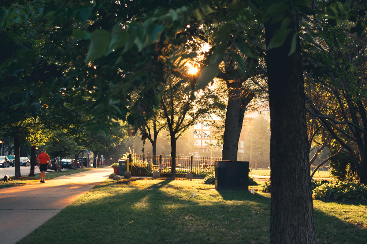 A tree-lined path in an urban park in the early evening