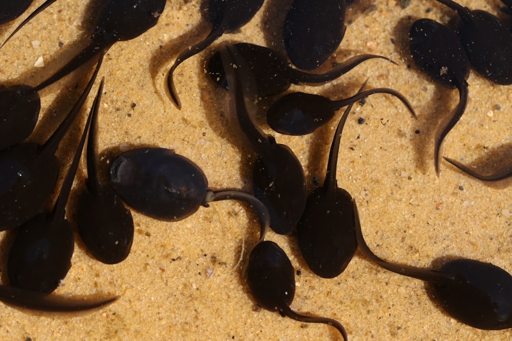 black stones on white sand