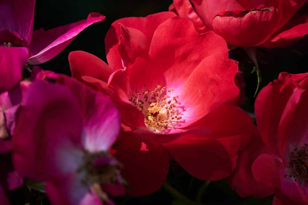 pink flower in macro shot