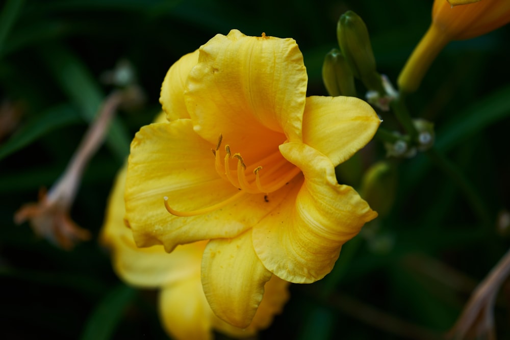 yellow flower in macro shot