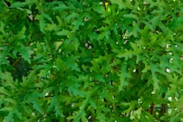 green plant with yellow flower buds
