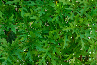 arugula taramira pakistan oil