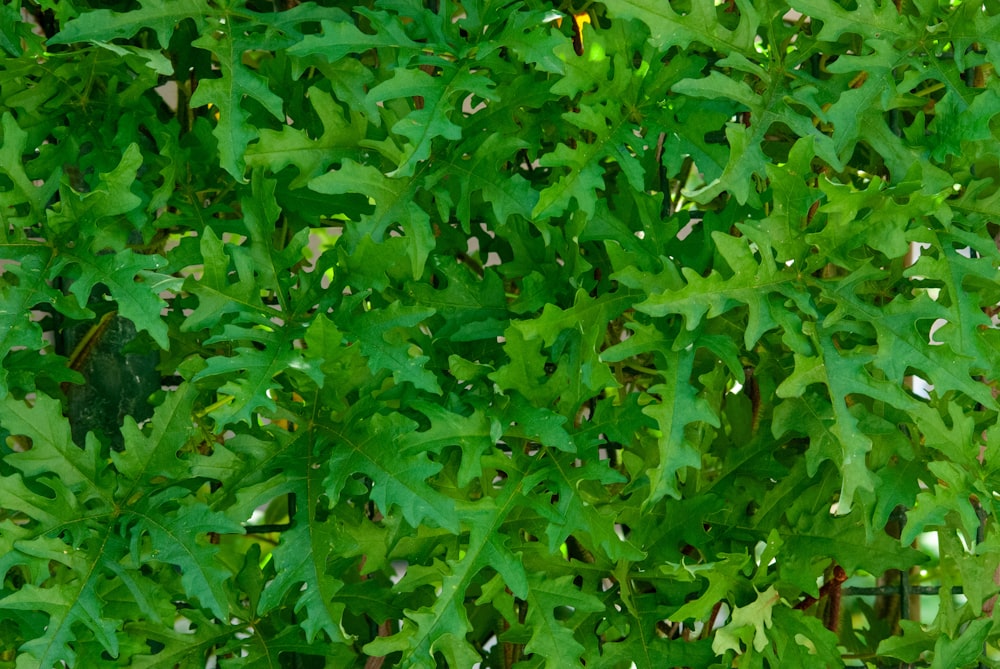 pianta verde con boccioli di fiori gialli