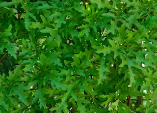 green plant with yellow flower buds