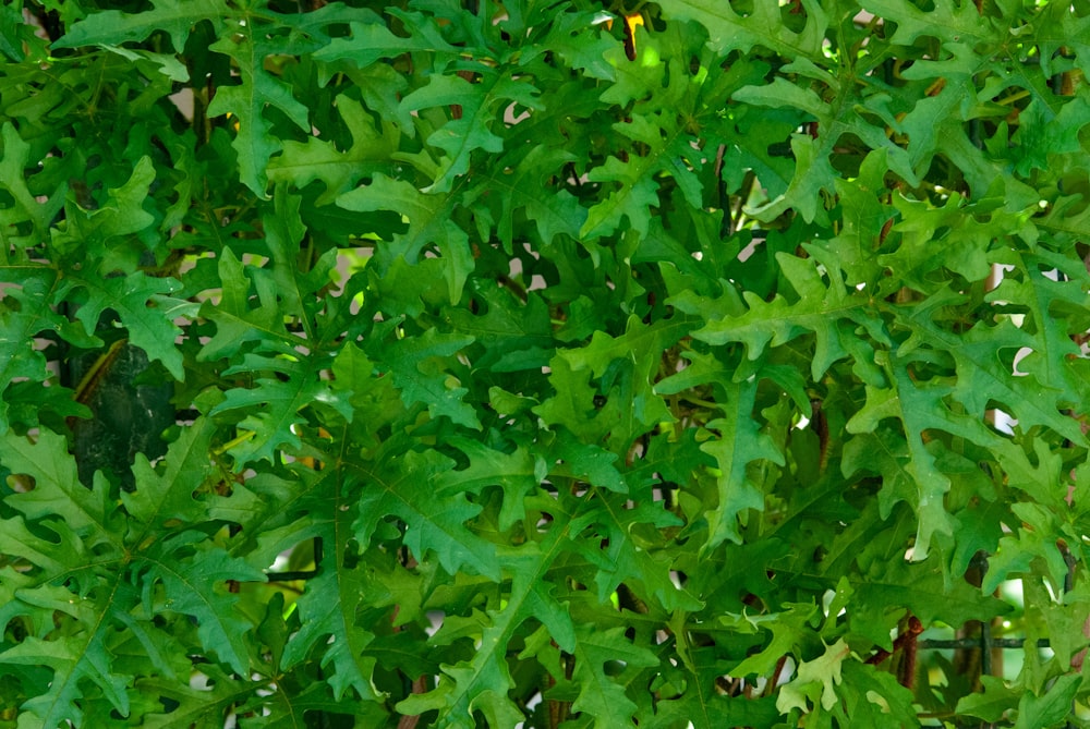 green plant with yellow flower buds