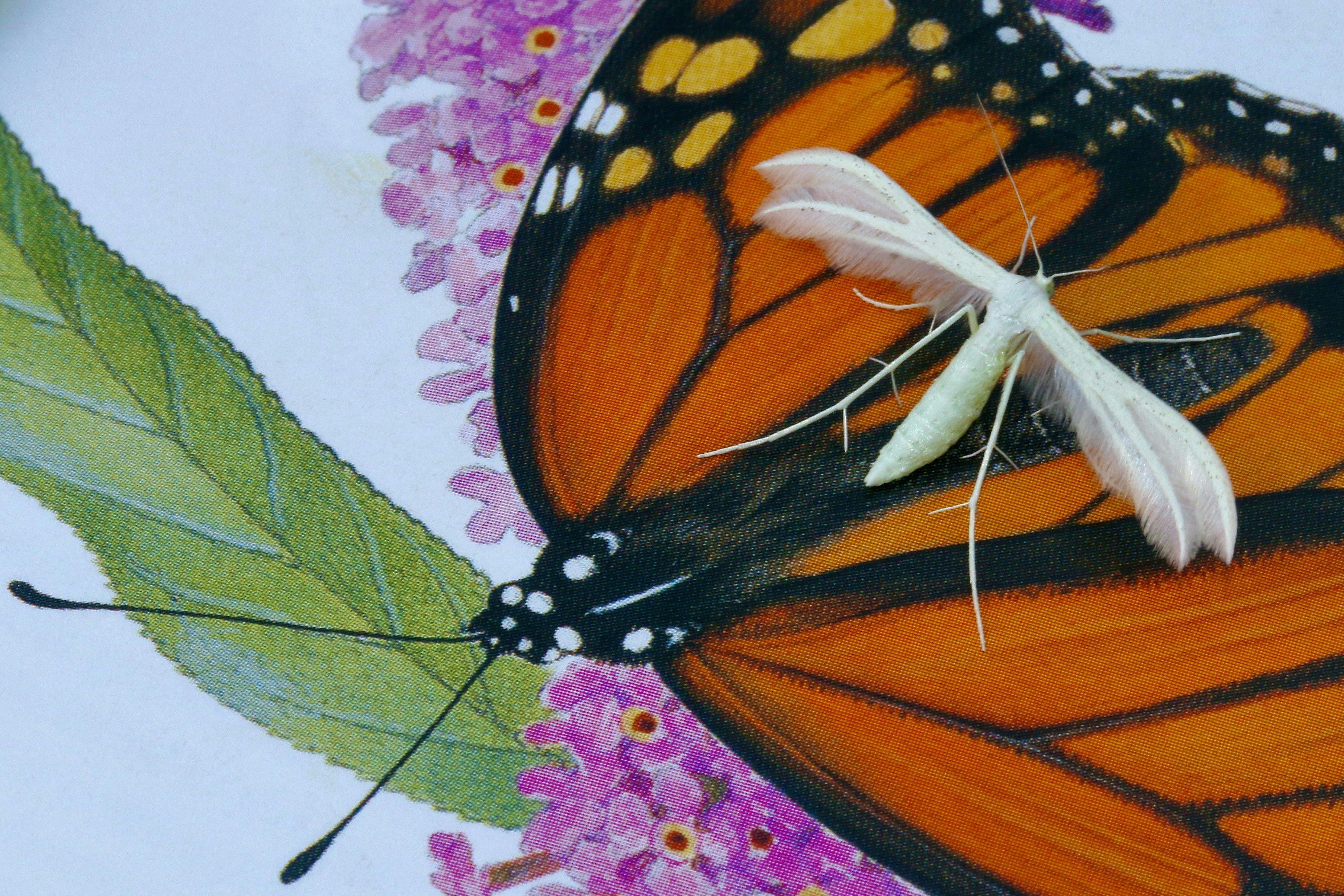 アイドル [MINYYUNY] Flower Butterfly Black/Brown Brown and black butterfly on pink flower photo – Free Art Image on
