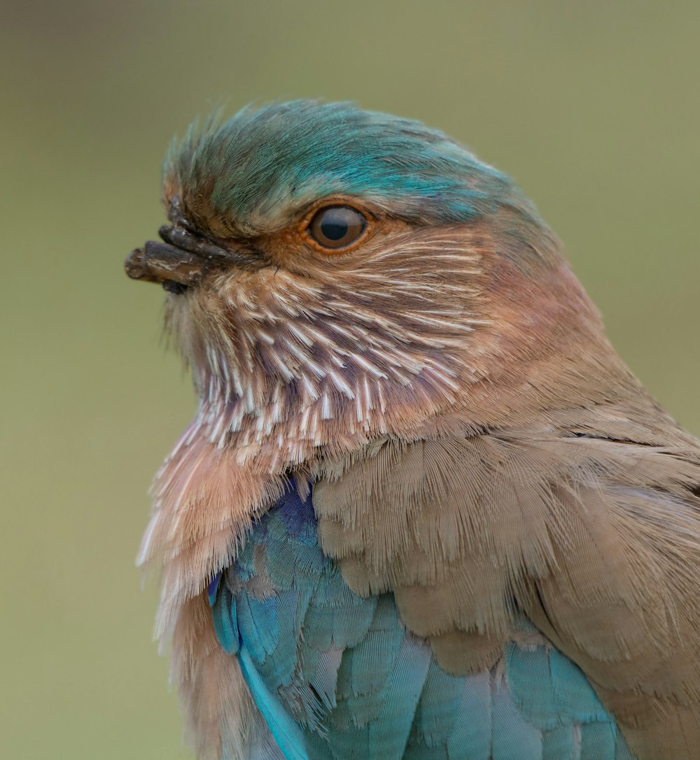blue and brown bird in close up photography