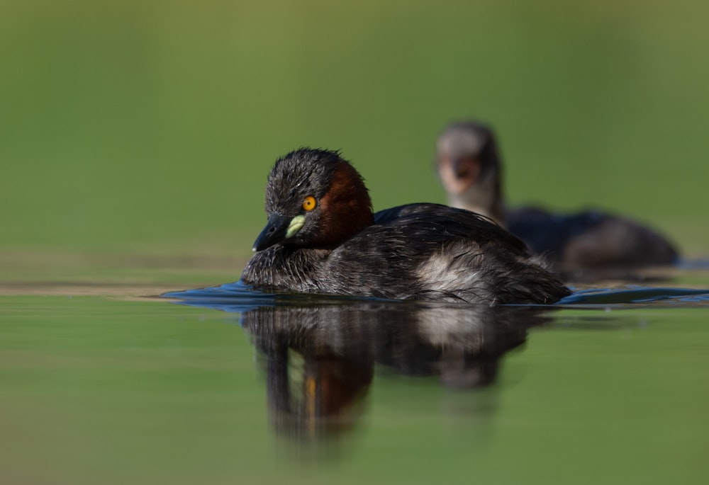 black duck on water during daytime