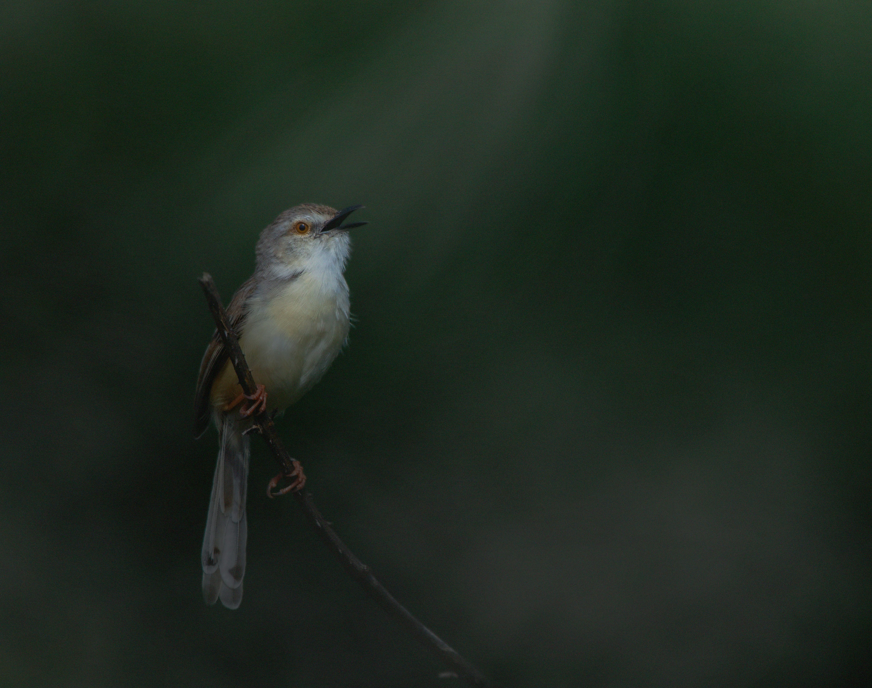 Photo by sagar_paranjape_