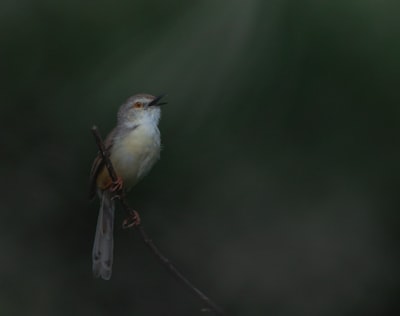 white and brown bird on brown stem