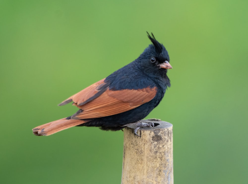 uccello nero e marrone su palo di legno marrone durante il giorno