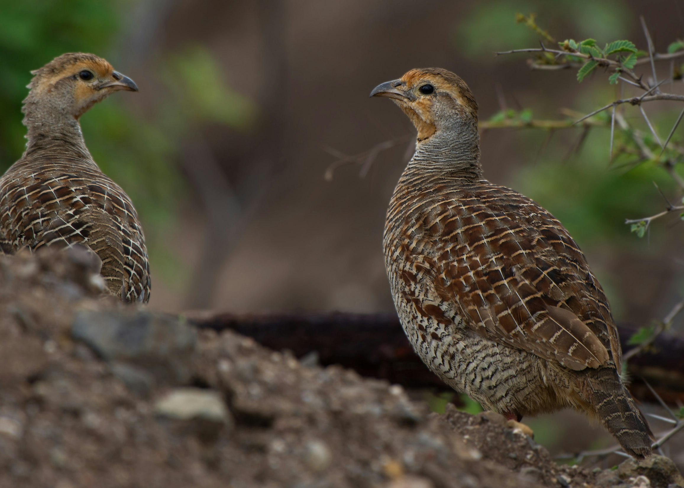 Bobwhite Quail Getting New Welcome in West Virginia