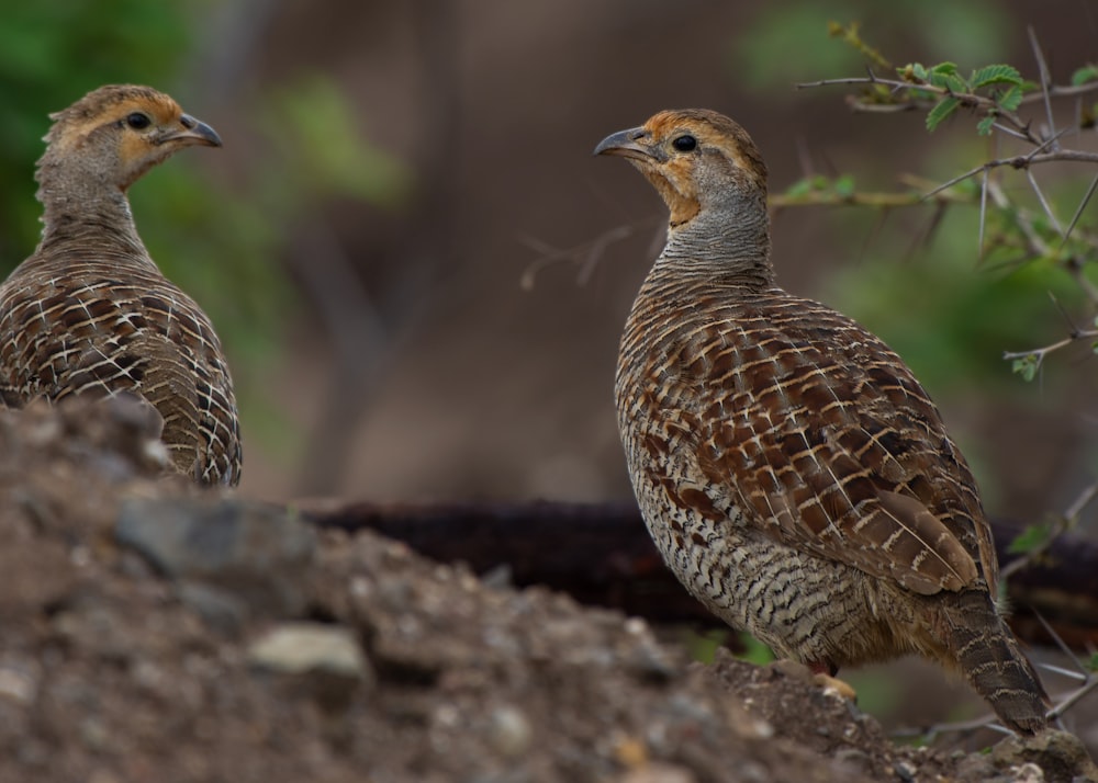 Brauner und weißer Vogel auf grauem Felsen