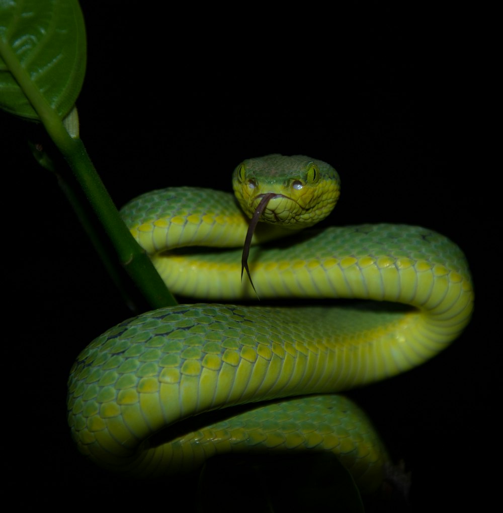 green snake on black background