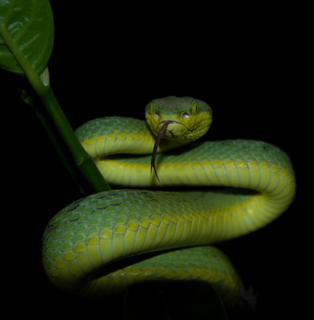 Venomous Vs. Non-Venomous Snakes: The Difference | AllAboutSnakes
