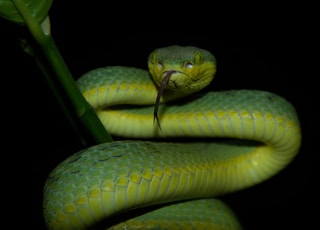 green snake on black background