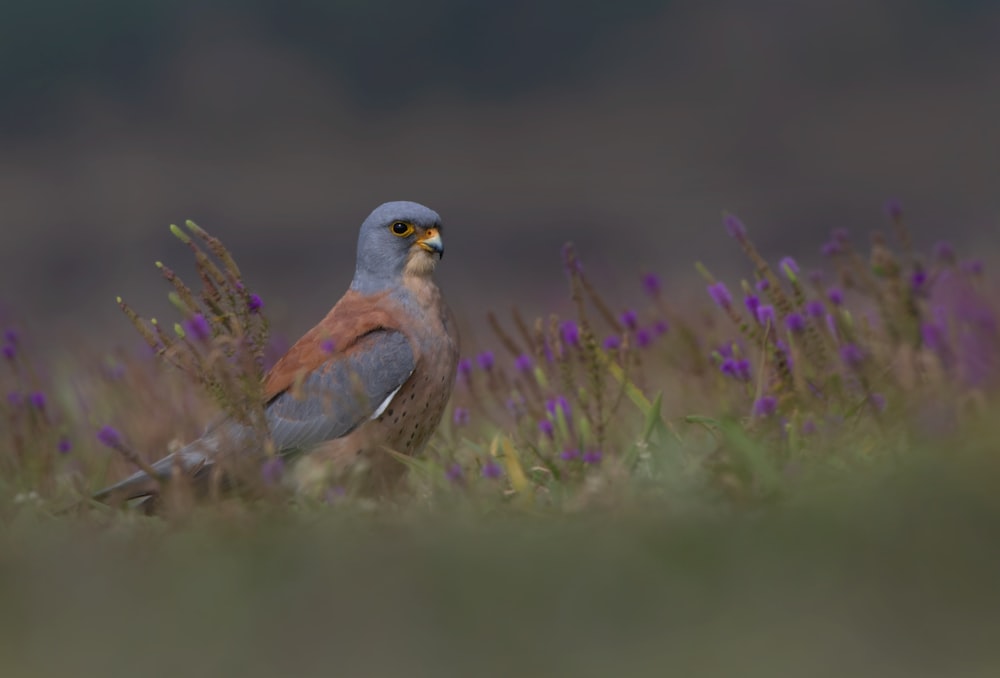 purple and gray bird on brown grass