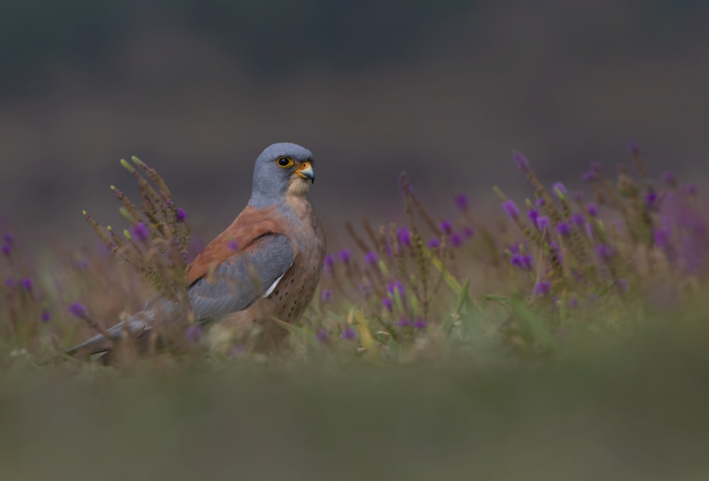 Uccello viola e grigio su erba marrone
