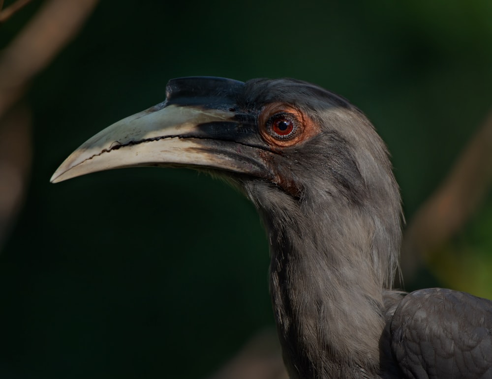 black and white long beak bird