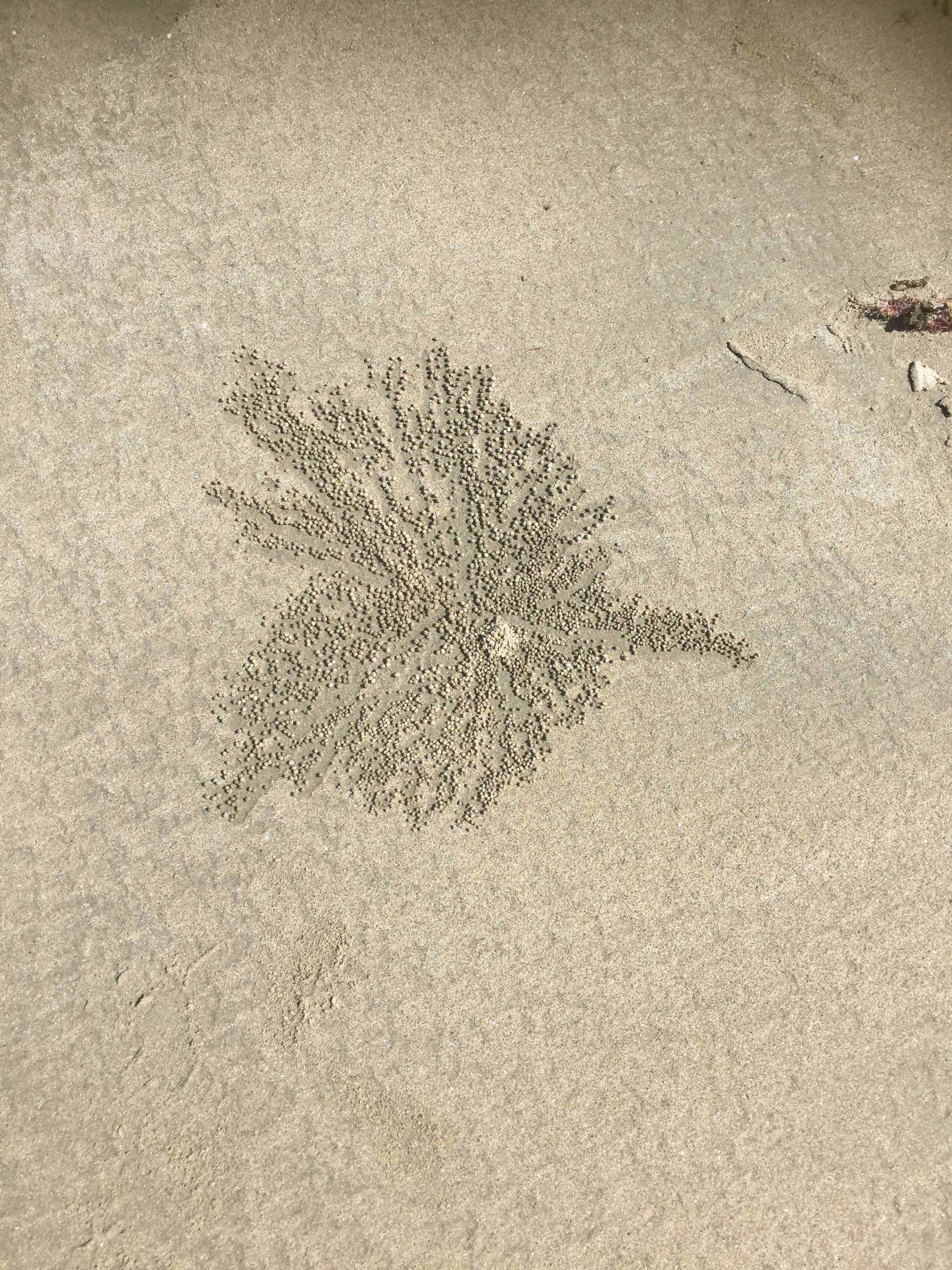 brown and gray plant on brown sand