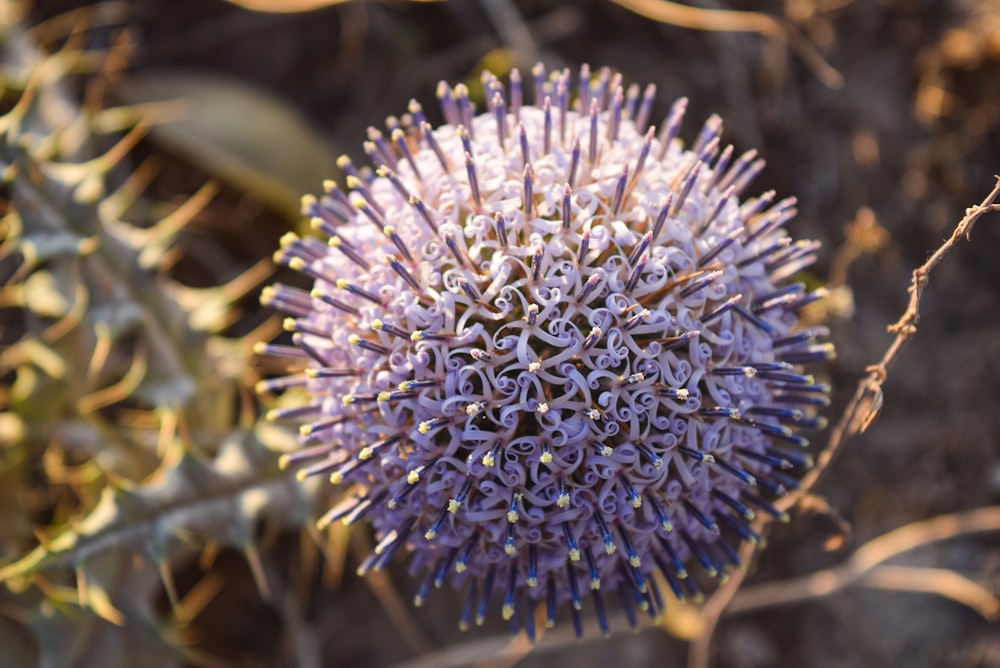 purple and white flower in macro lens photography