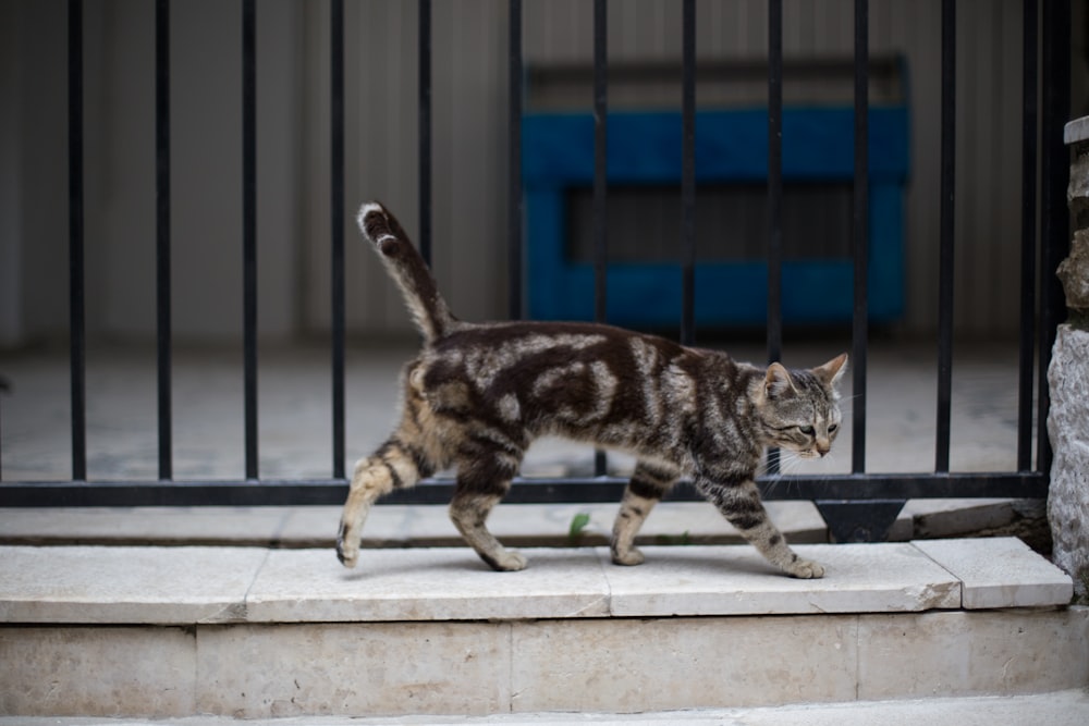 brown tabby cat on window