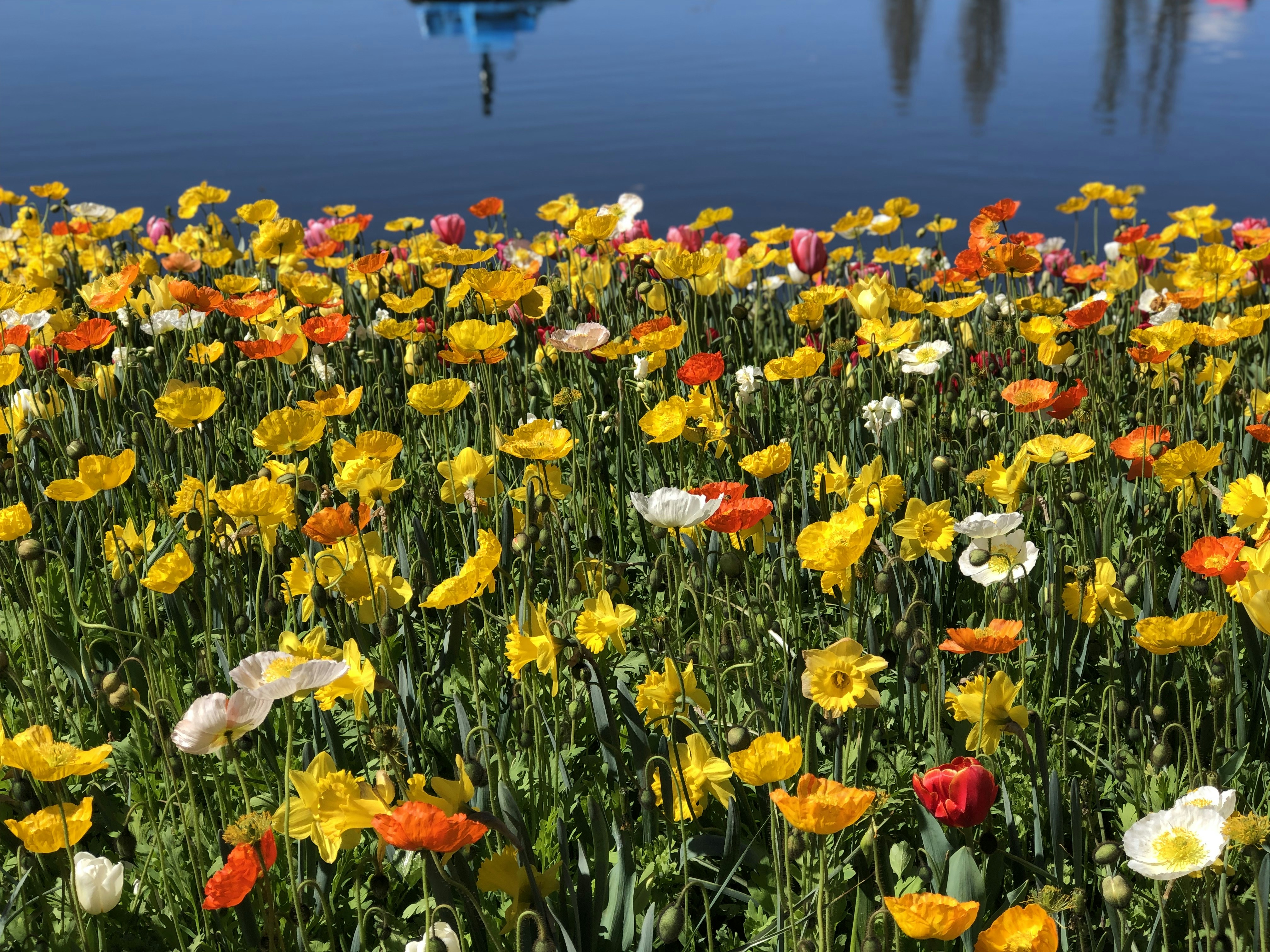 red and yellow flower field during daytime