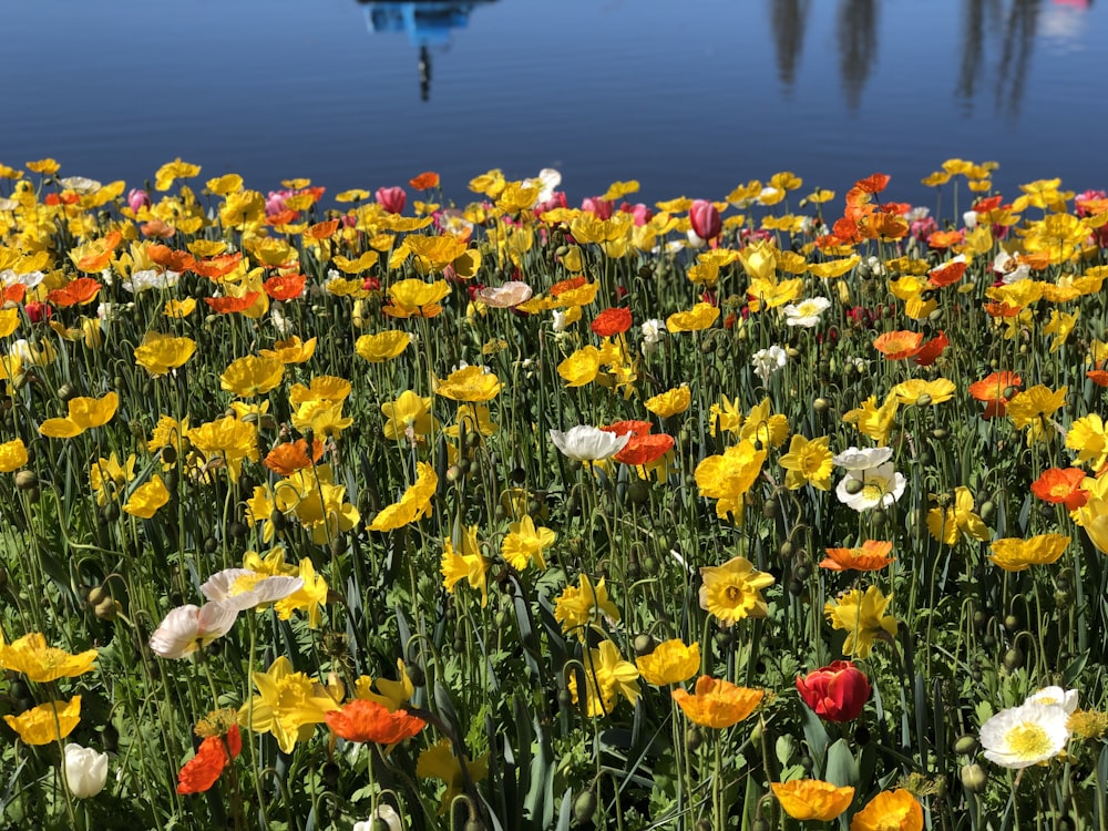 red and yellow flower field during daytime