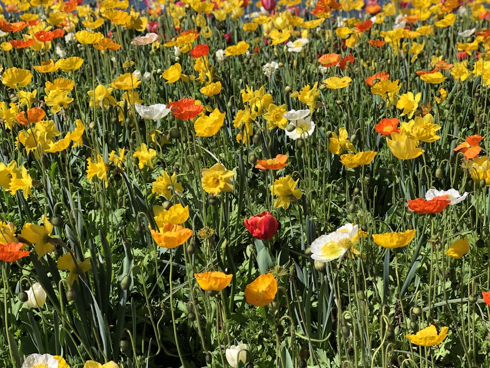 campo de flores rojas, amarillas y blancas