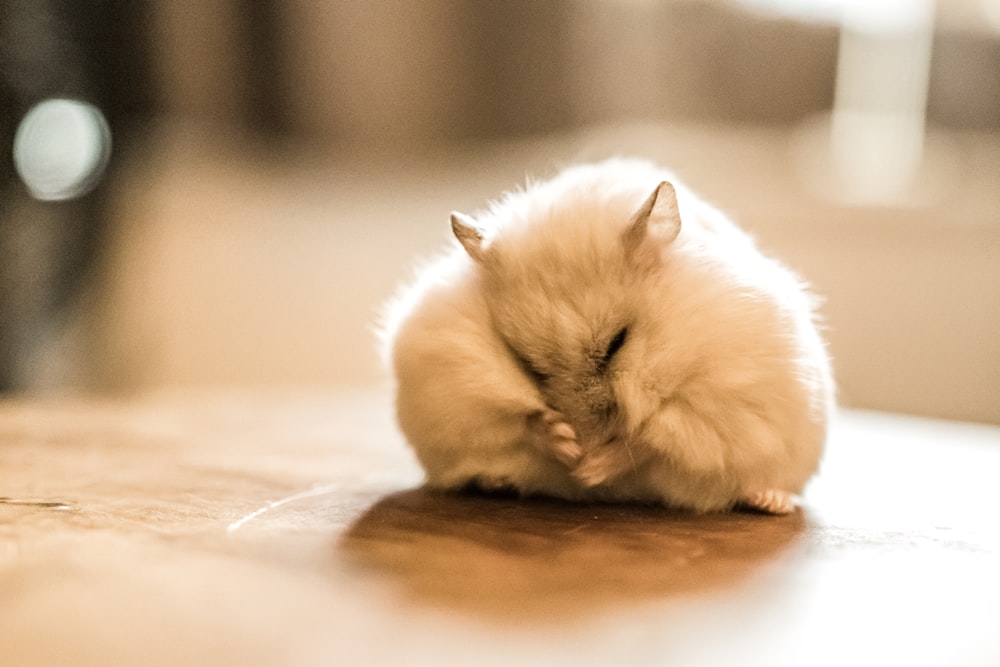 white long fur cat on brown wooden table