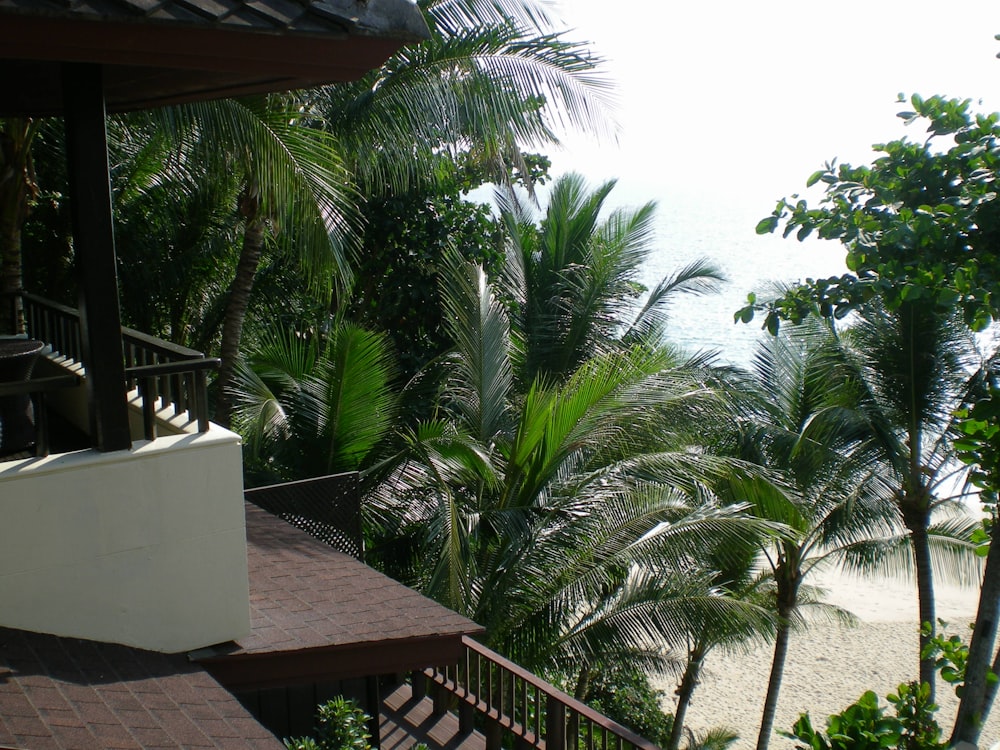 green palm tree near brown wooden fence