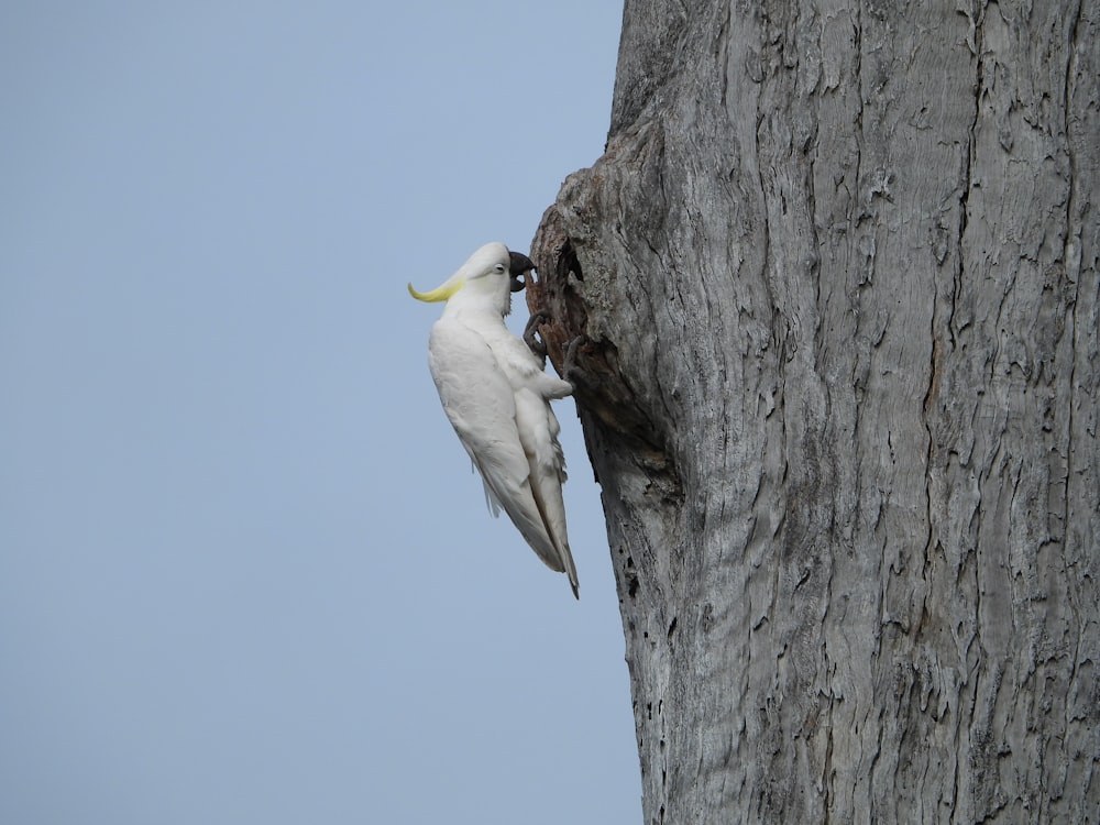 white bird on brown tree branch during daytime