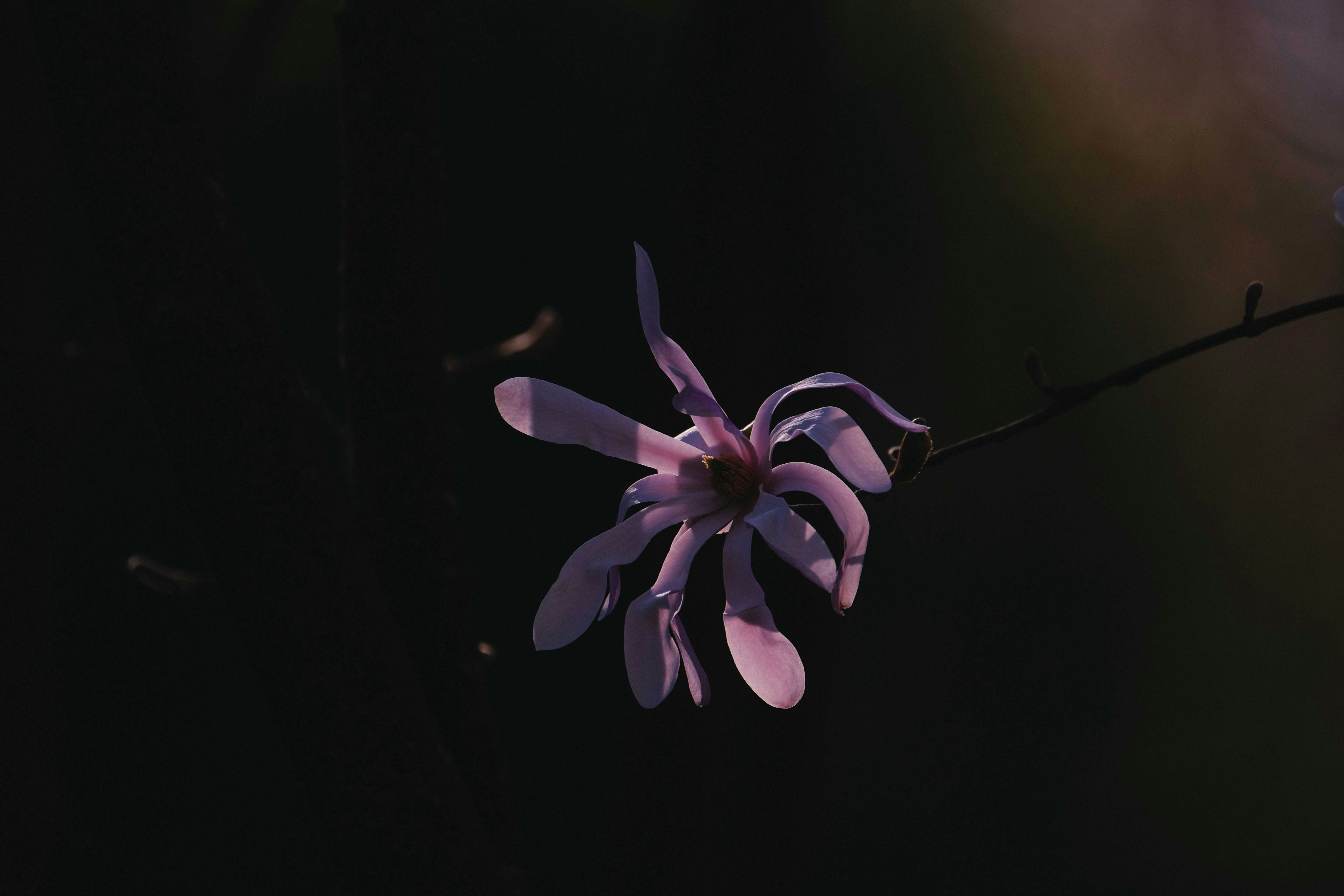 Photo by francesco_ungaro