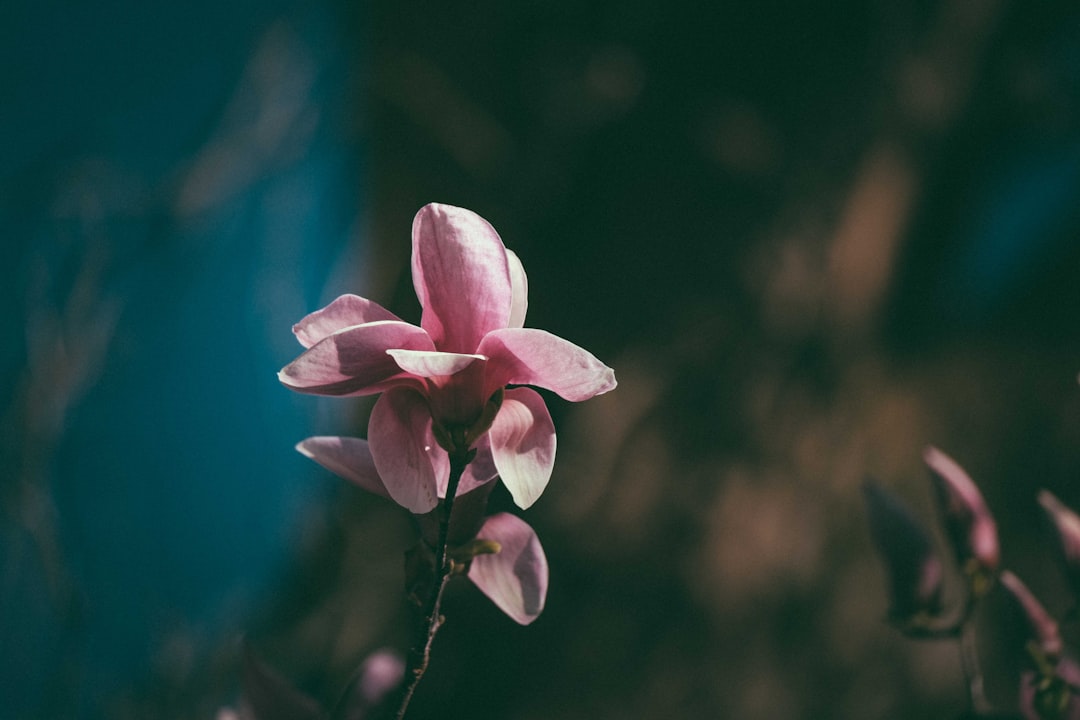 pink and white flower in tilt shift lens