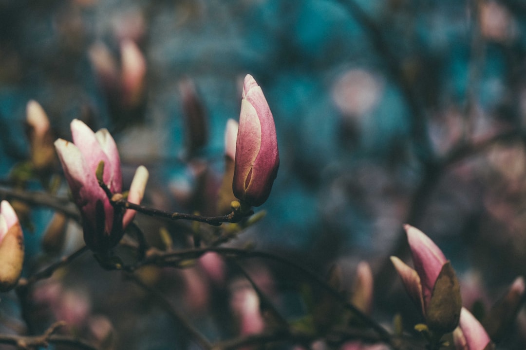 pink and white flower in tilt shift lens