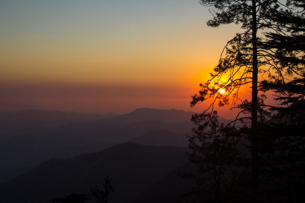 silhouette of tree during sunset