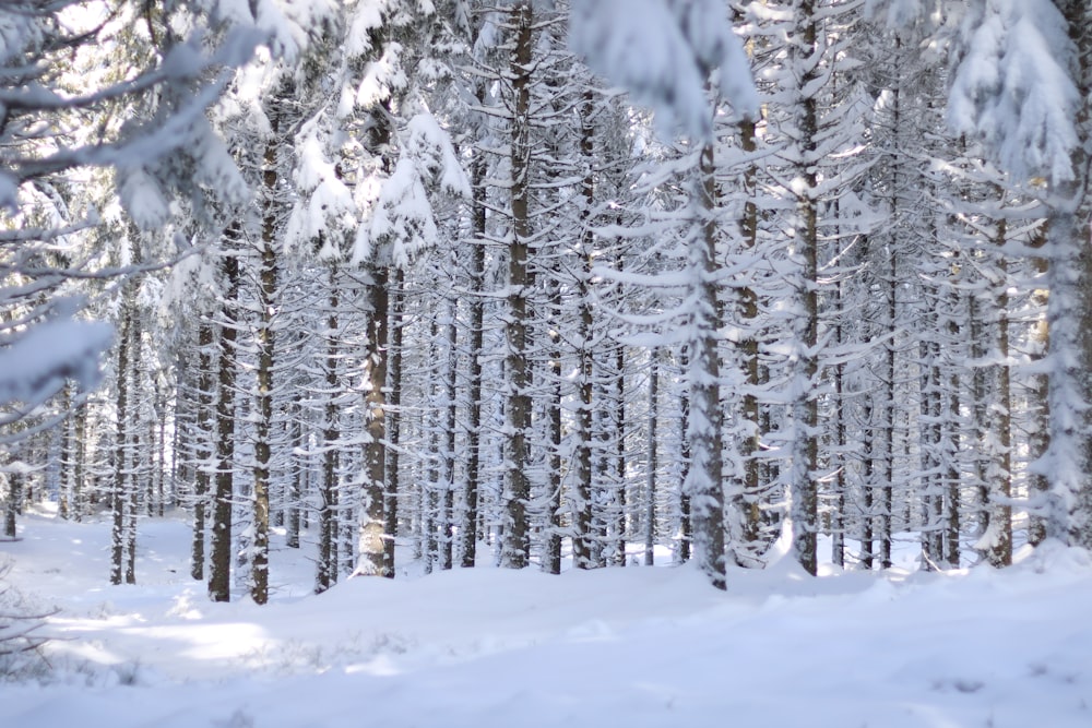 昼間の雪に覆われた木々
