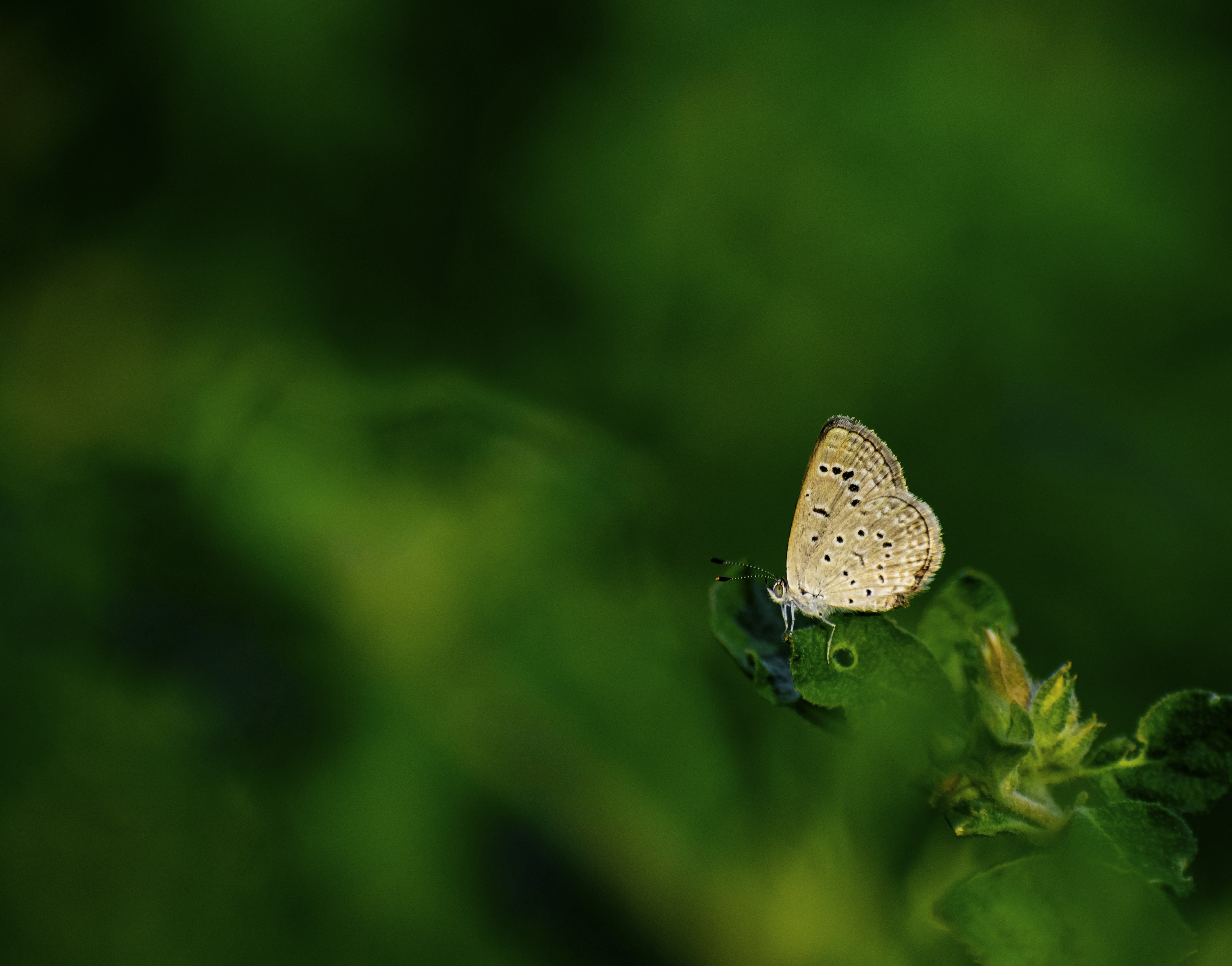 Photo by roshand