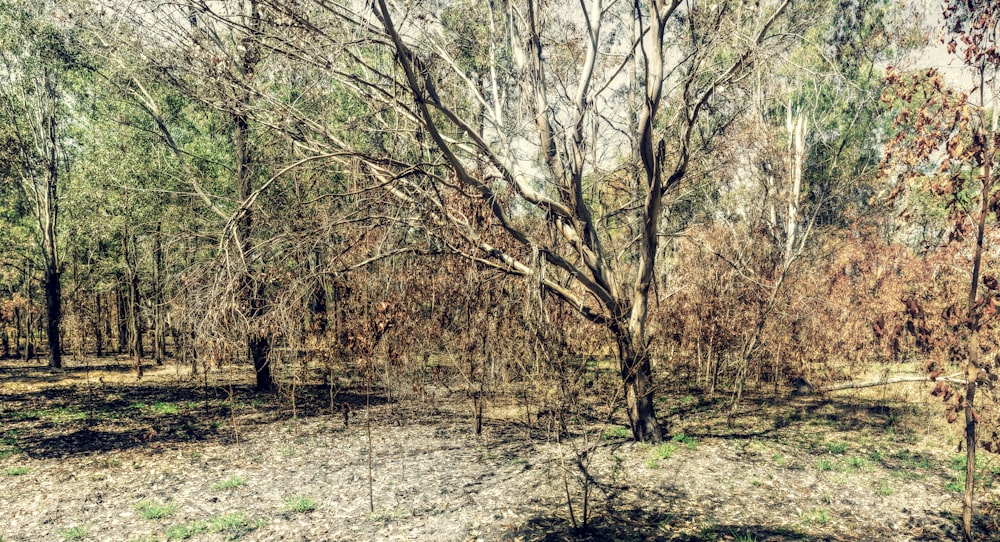 brown trees on green grass field during daytime