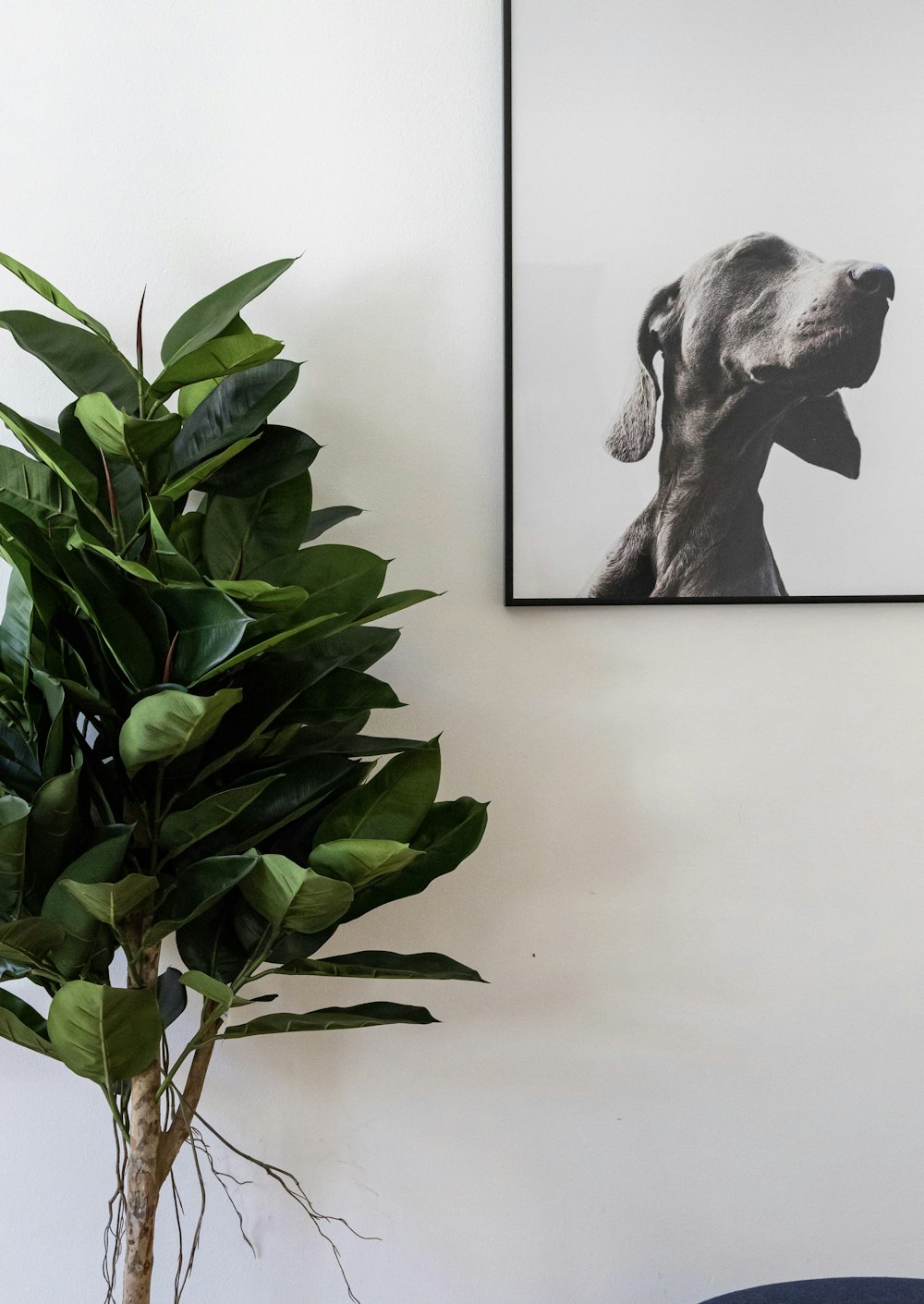 green plant beside white wall