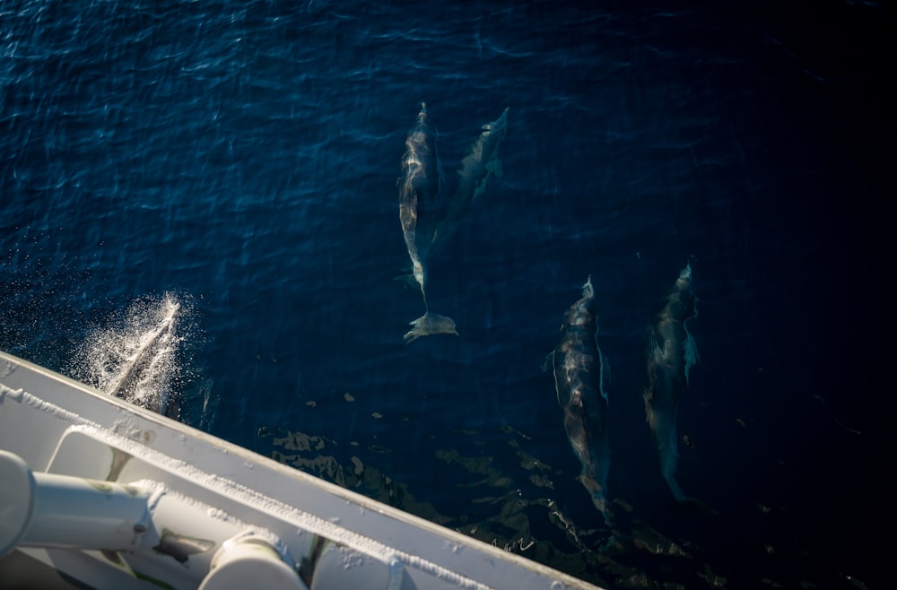 white and black dolphin in blue water