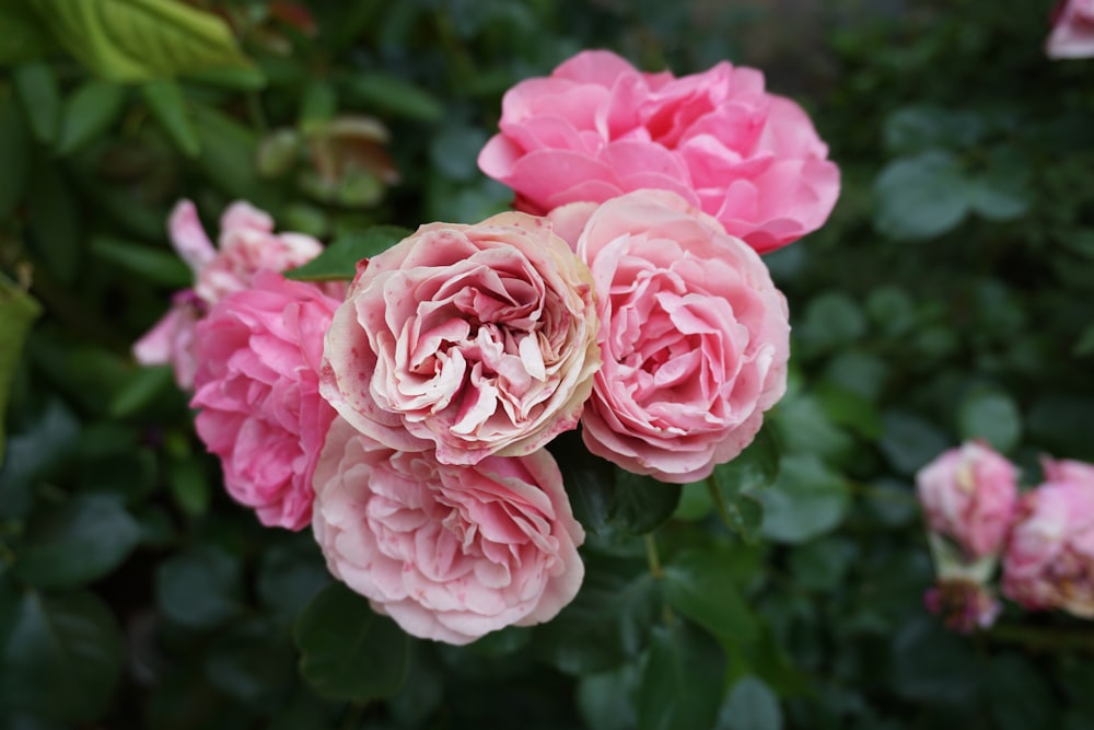 pink roses in bloom during daytime