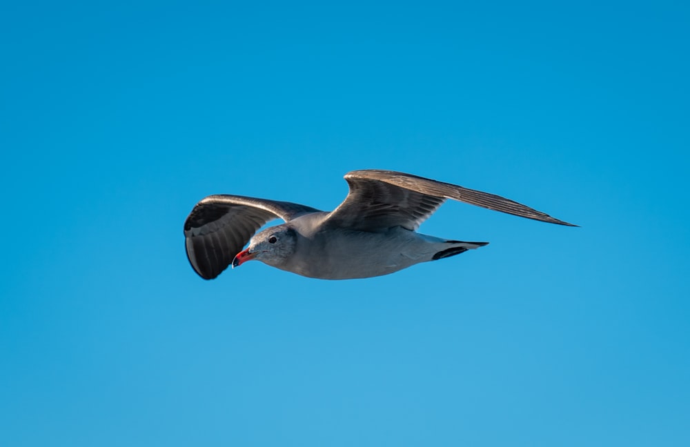 white and black bird flying during daytime