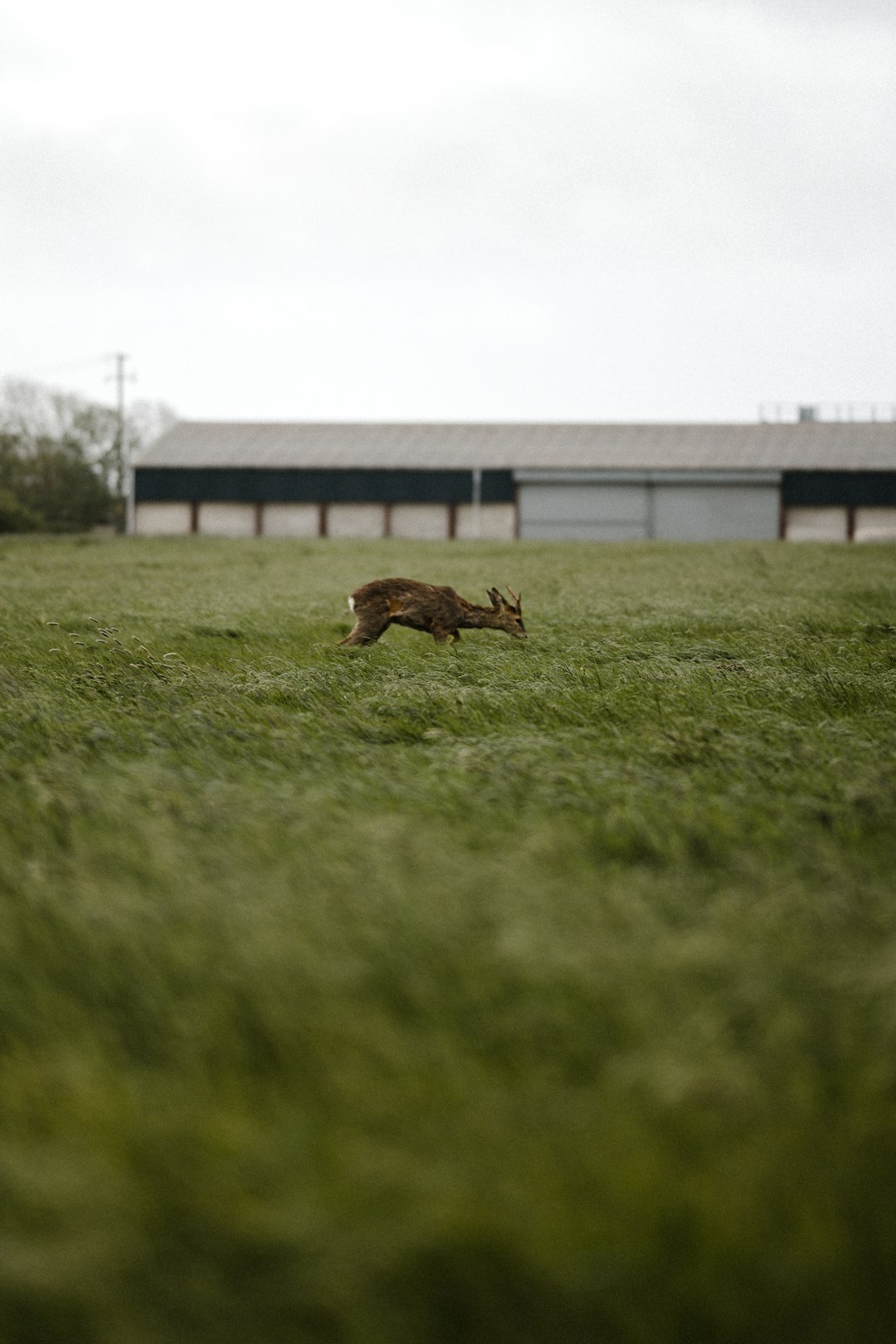 brown animal on green grass field during daytime