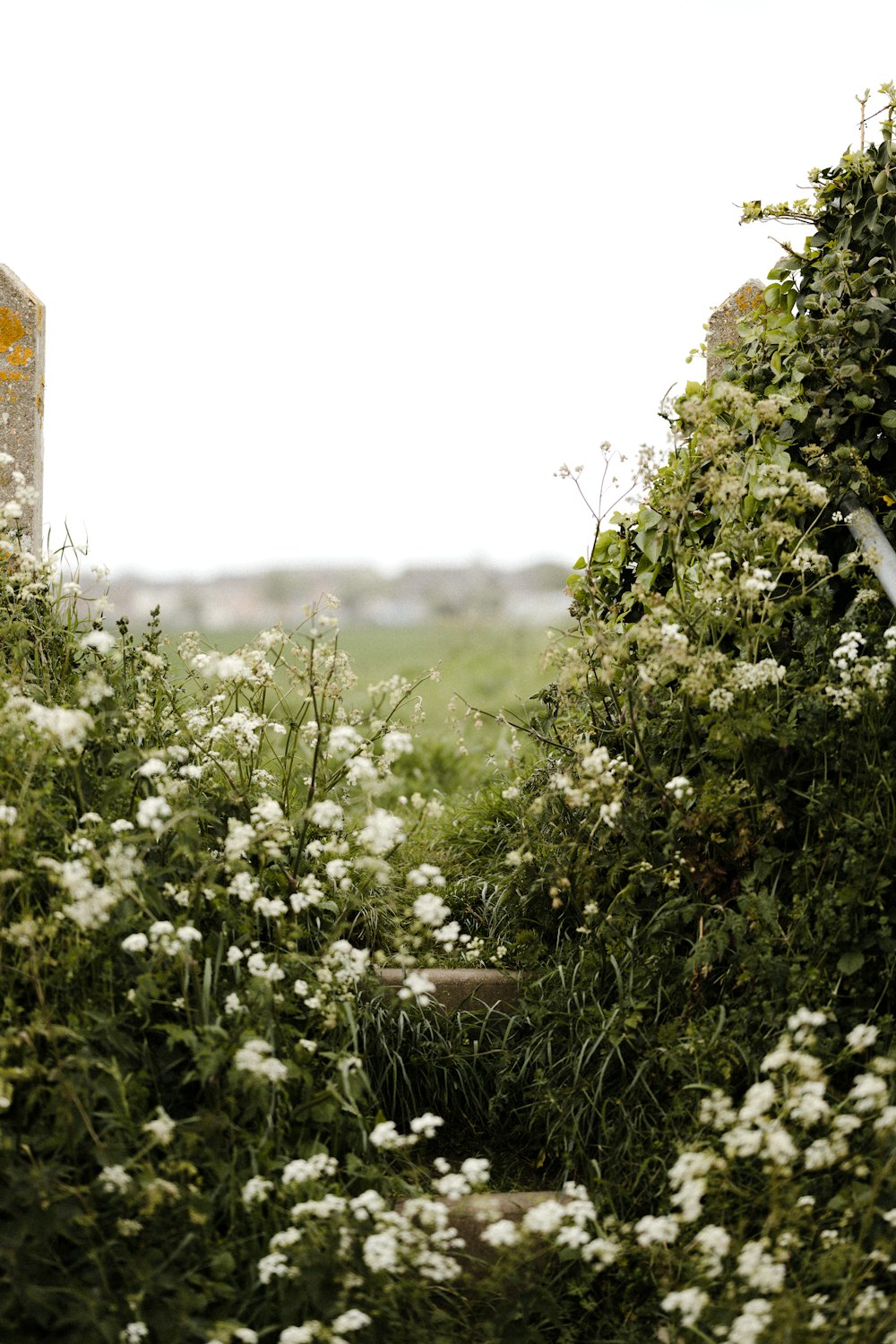 white flowers with green leaves during daytime