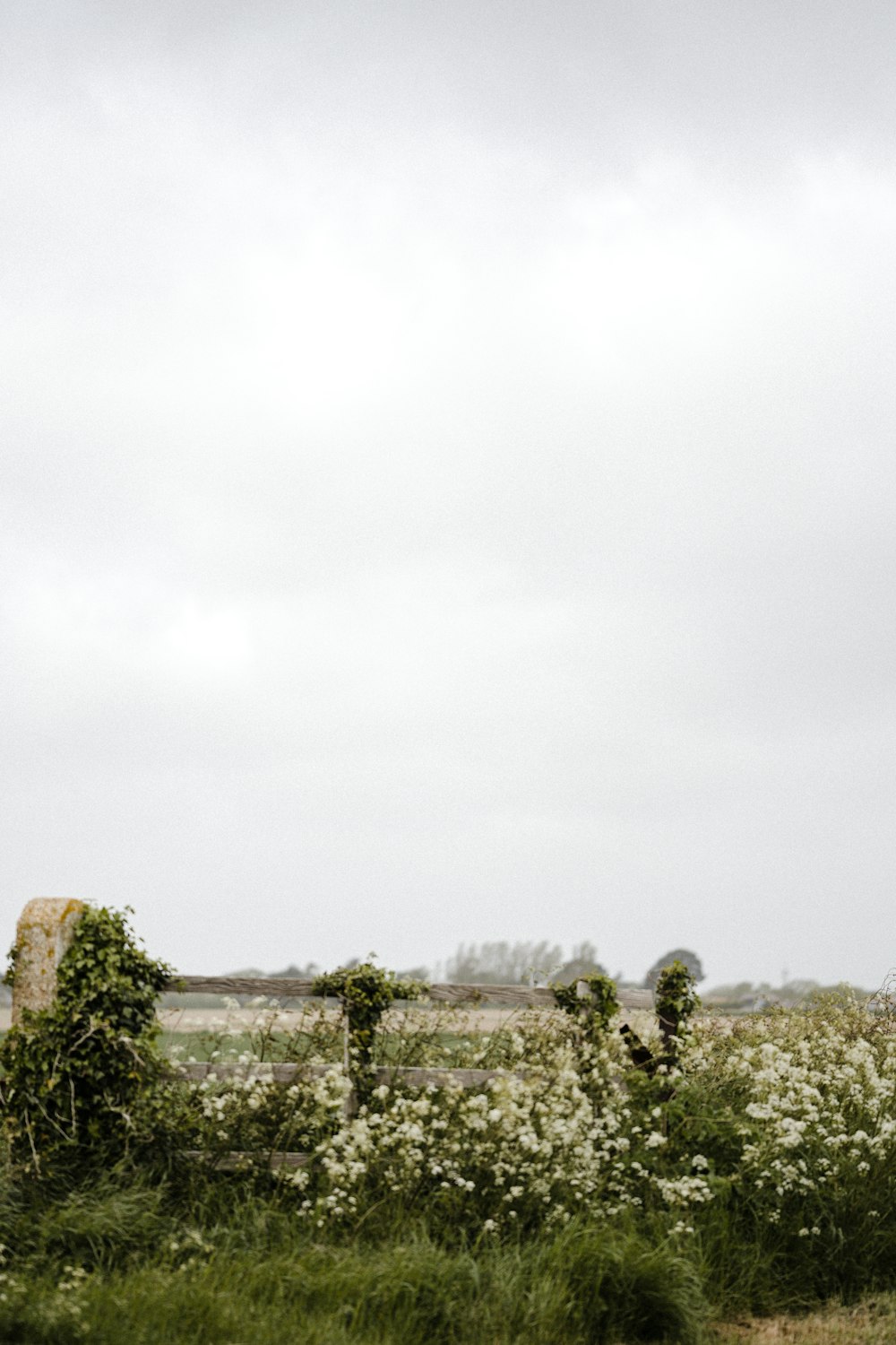 green trees under white sky during daytime