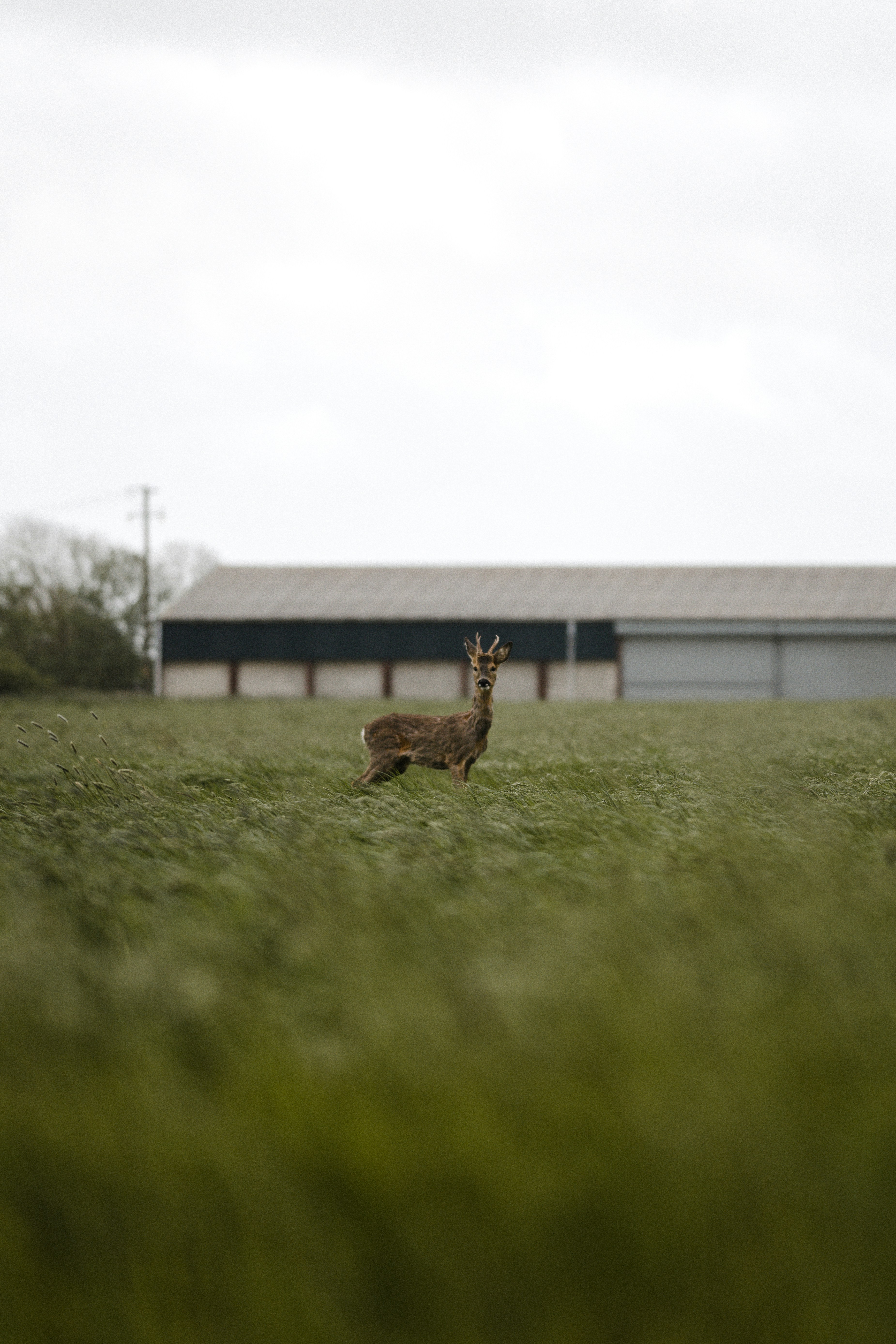 veado marrom no campo de grama verde durante o dia