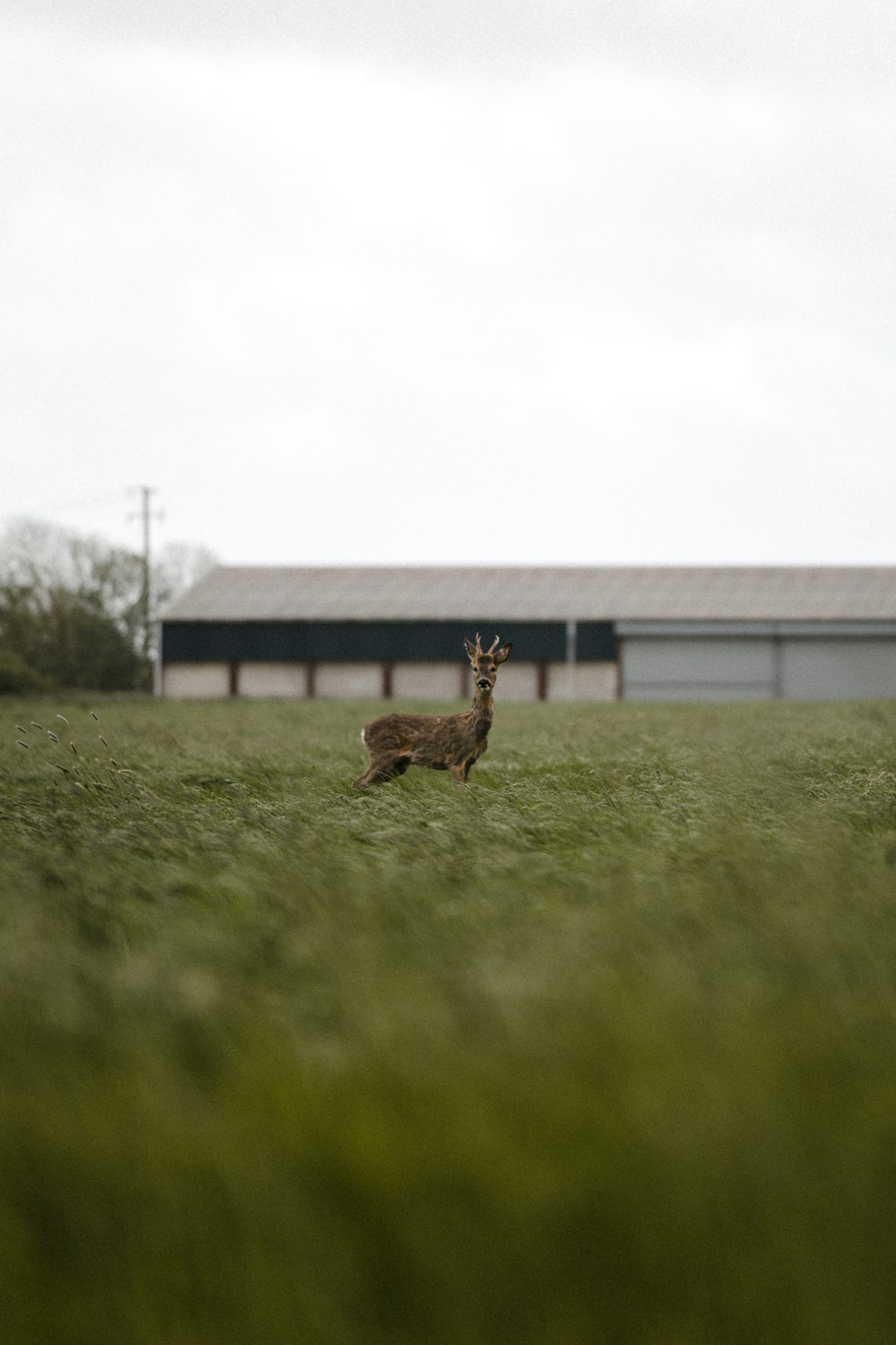 brown deer on green grass field during daytime